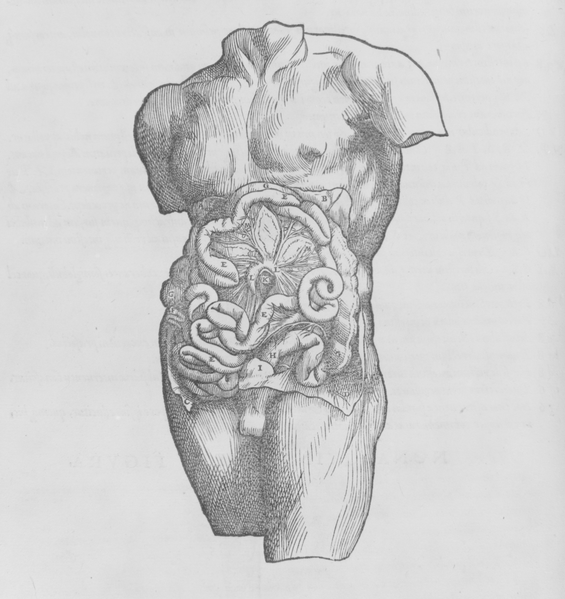 Anatomie de l'intestin, image du manuscrit de Andreas Vesalius, De humani corporis fabrica 