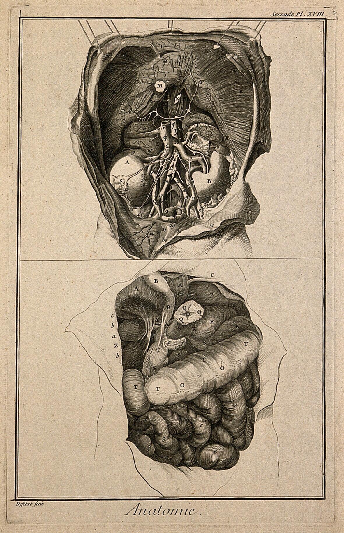 L'anatomie de l'abdomen, montrant les reins, les intestins, etc., d'après Haller, gravure A.J. Defehrt