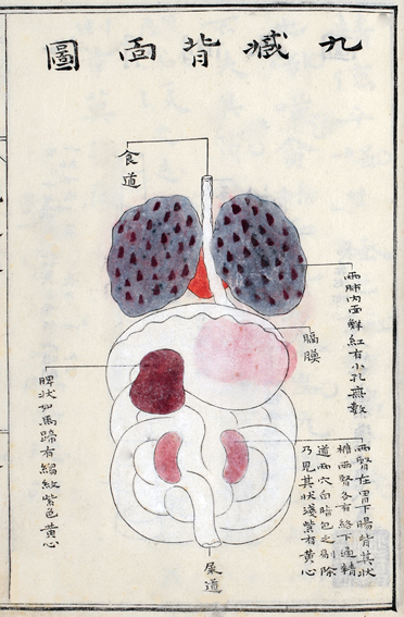 Neuf organes,  Livre des organes, 1754, Yamawaki Tōyō's 