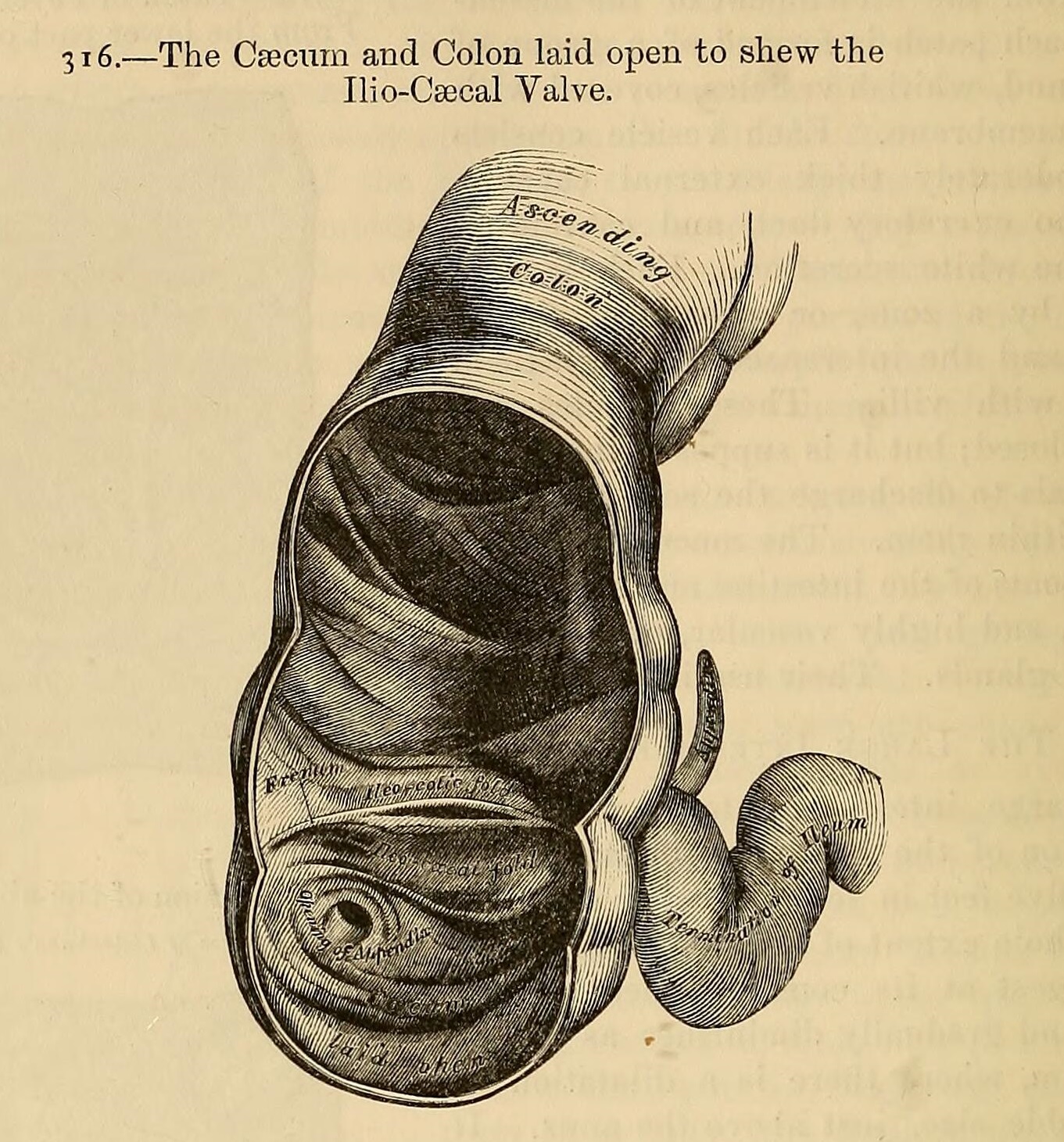 Fig. 316 in Anatomy : descriptive and surgical / by Henry Gray ; the drawings by H.V. Carter ; the dissections jointly by the author and Carter. 1858 