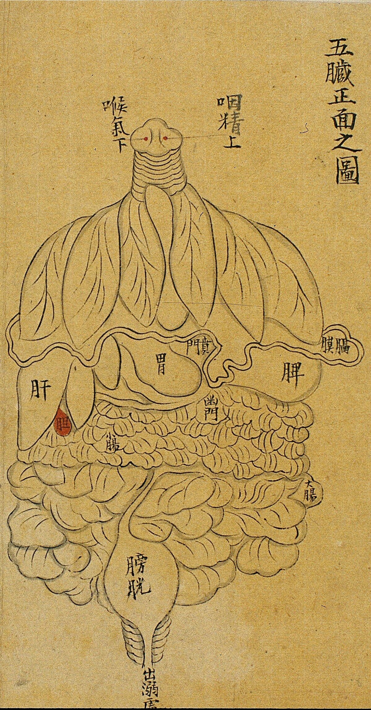 Chine - Dessin à l'encre d'un manuscrit de la période Qing (1644-1911). Ce dessin reproduirait des dessins de viscères du Xe ayant disparu.