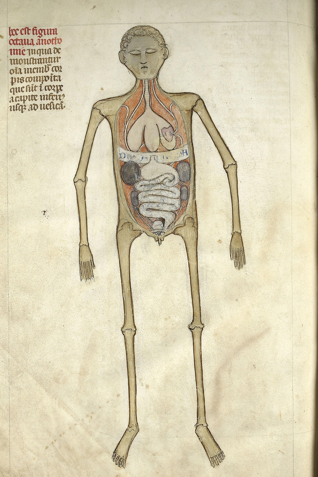Image d'un manuscrit datant de 1345 représentant l'anatomie d'un homme